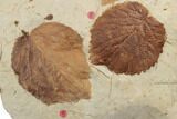 Three Fossil Leaves (Celtis & Davidia) - Montana #188668-2